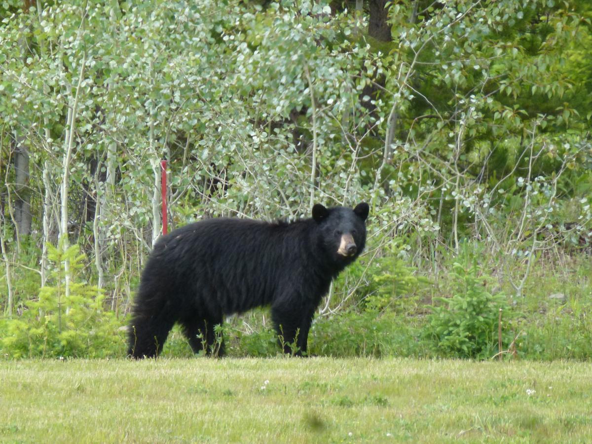 Little Black Bear Lodge/B&B Bridge Lake Екстериор снимка